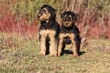 AIREDALE TERRIER 261
